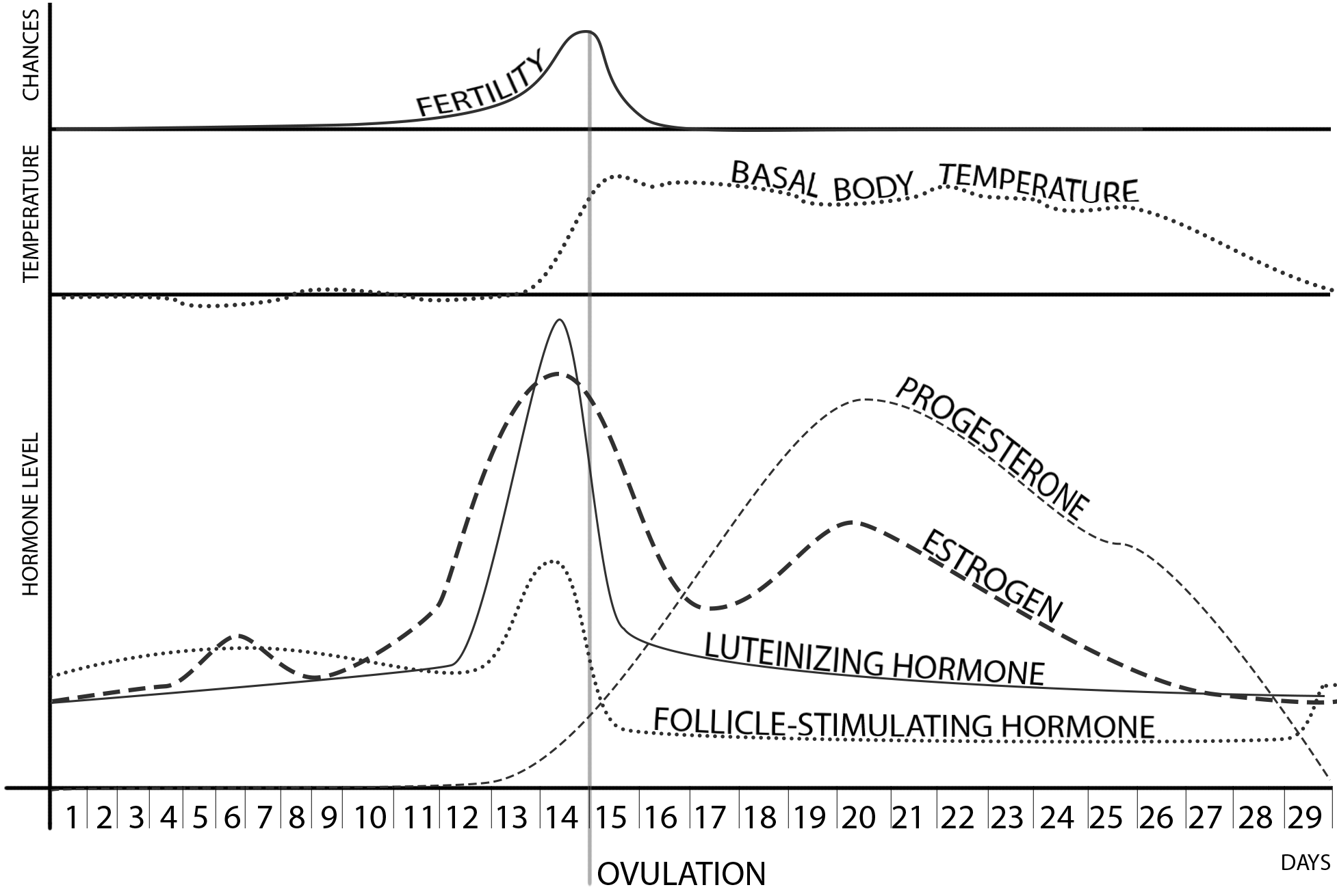 Menstrual Cycle